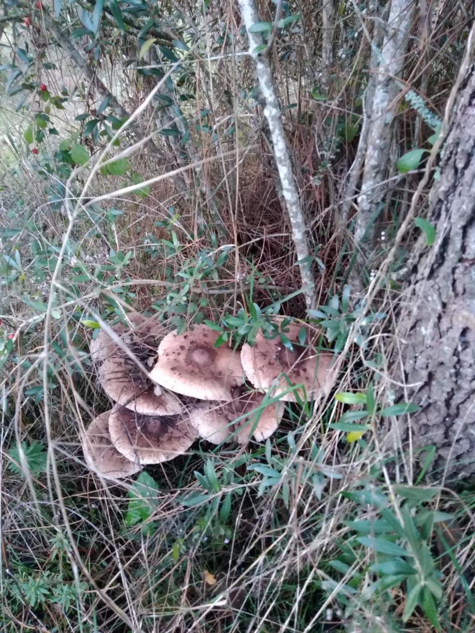 Quintinha Do Casal Ruivo Villa Figueiro Dos Vinhos Dış mekan fotoğraf