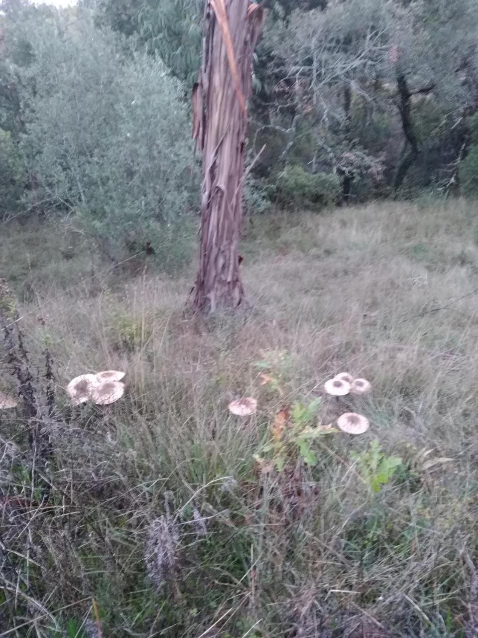 Quintinha Do Casal Ruivo Villa Figueiro Dos Vinhos Dış mekan fotoğraf